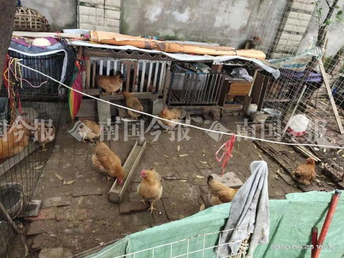 小區(qū)藏匿300多只雞？！城管街道聯(lián)合出擊還居民寧靜生活